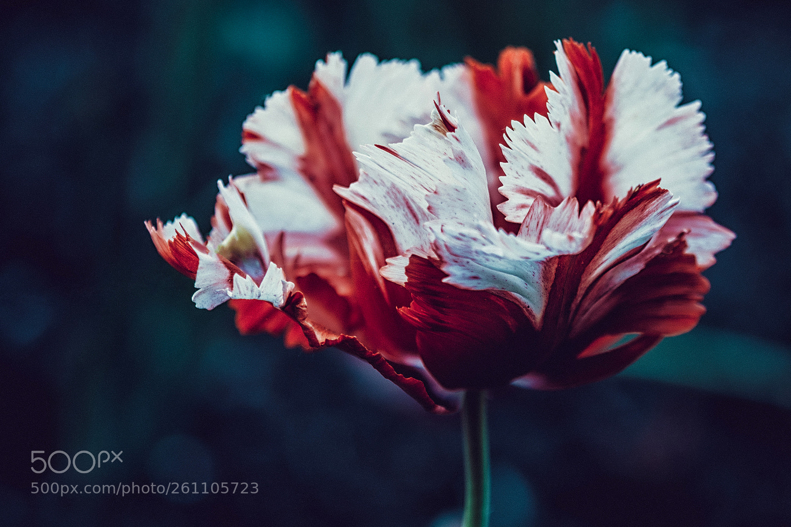 Nikon D7100 sample photo. Tulips photography