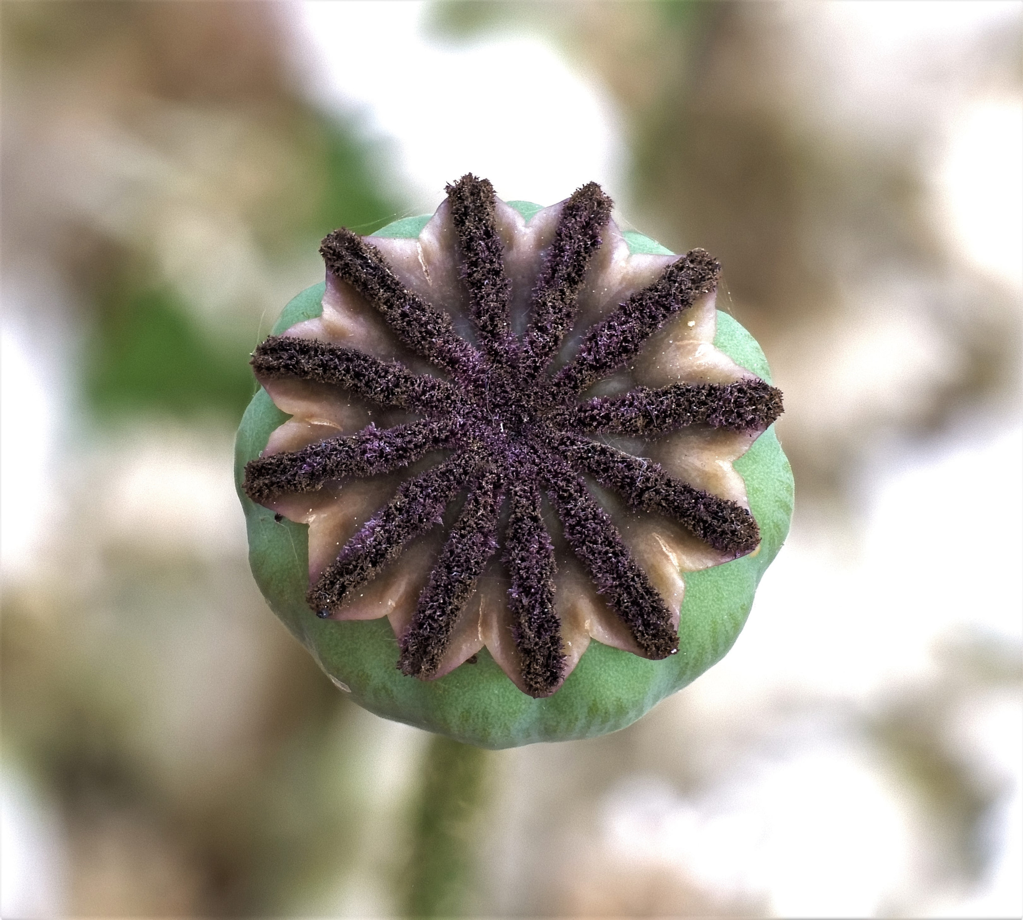 Panasonic Lumix DC-GH5 sample photo. Poppy fucusstack top photography