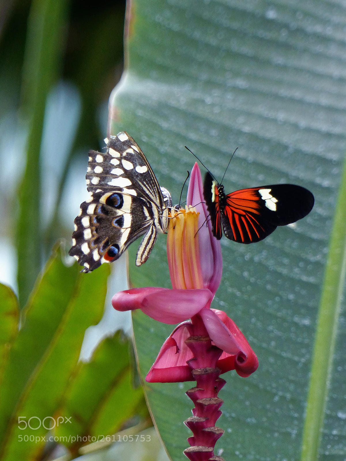 Panasonic Lumix DMC-FZ200 sample photo. I chose it first photography