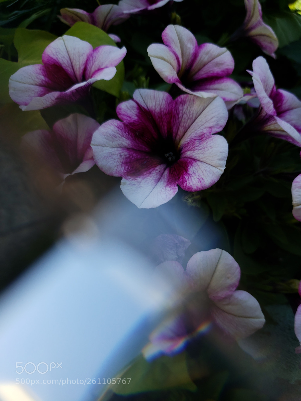 Samsung Galaxy S9 sample photo. Purple reflections photography