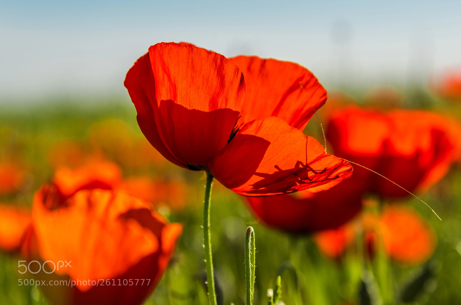 Nikon D750 sample photo. Poppy fields and their photography