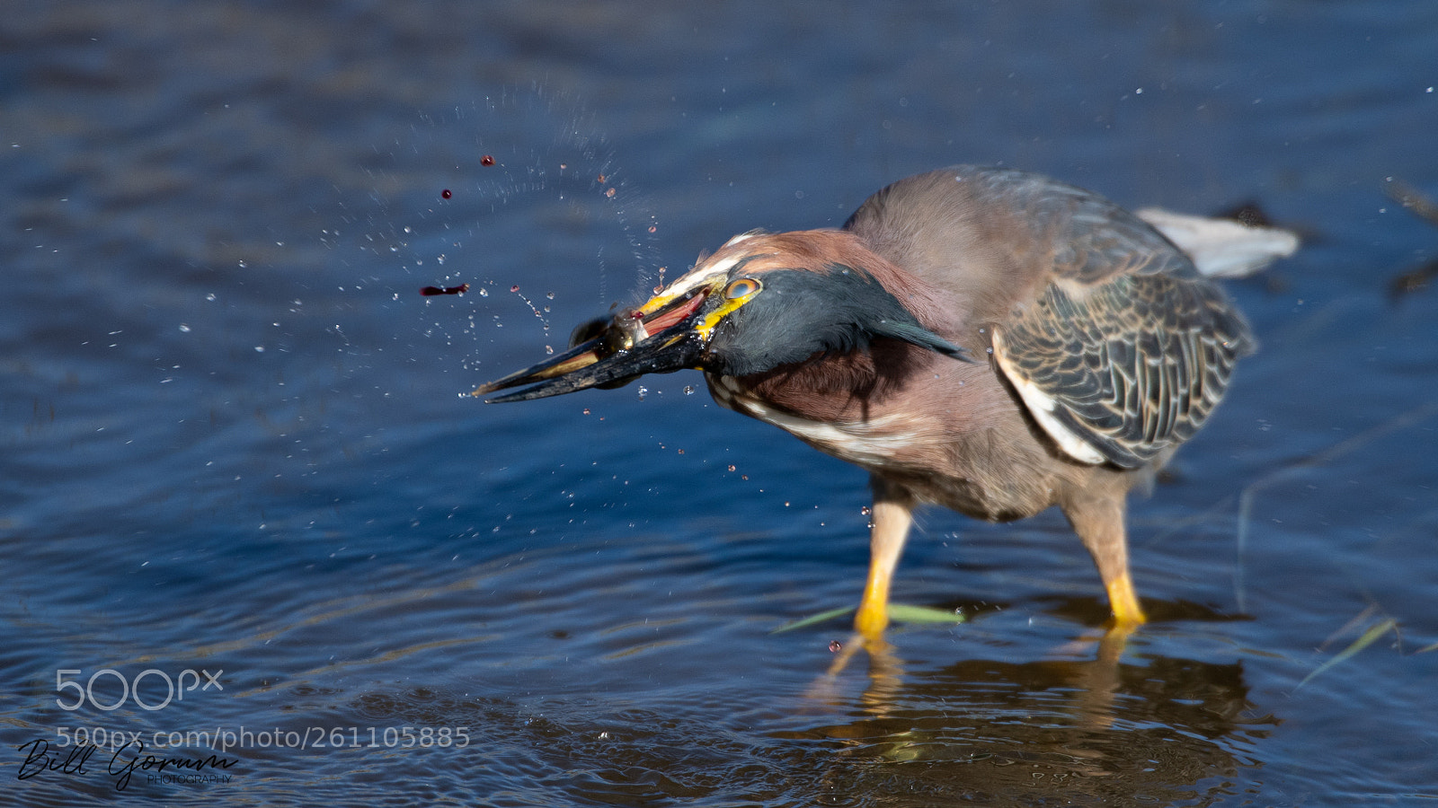 Nikon D500 sample photo. Green heron dispatching a photography
