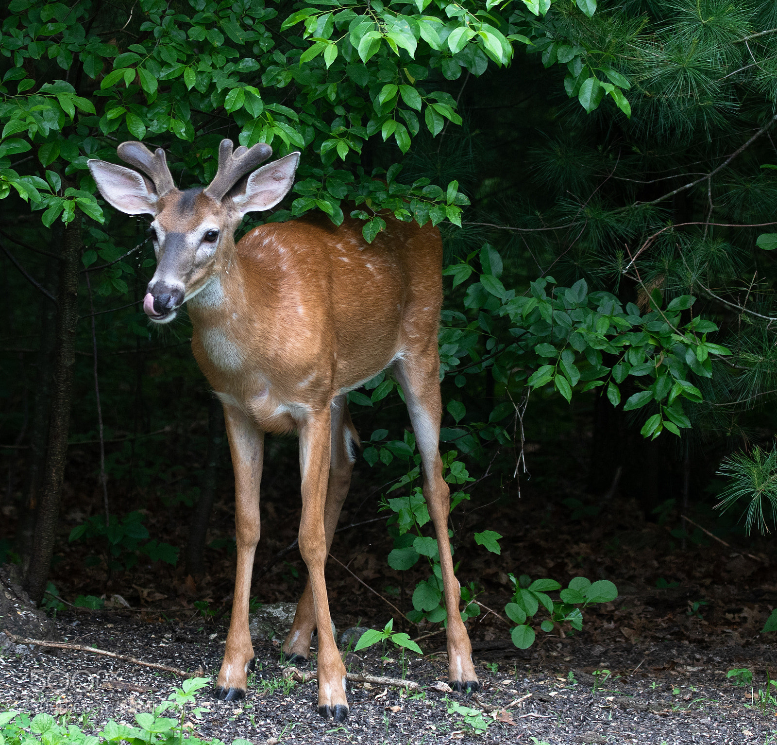 Canon EOS 7D Mark II sample photo. Young whitetail buck in photography
