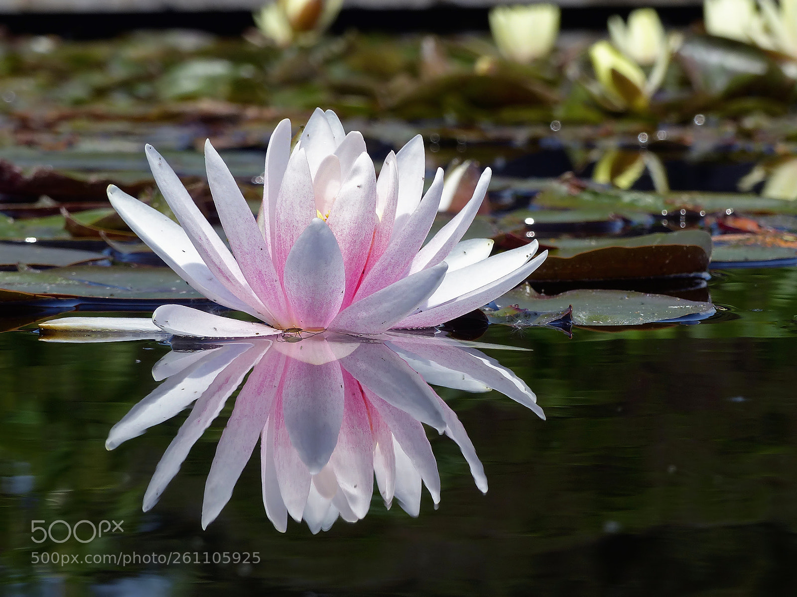 Panasonic Lumix DMC-FZ200 sample photo. Water lily and its photography