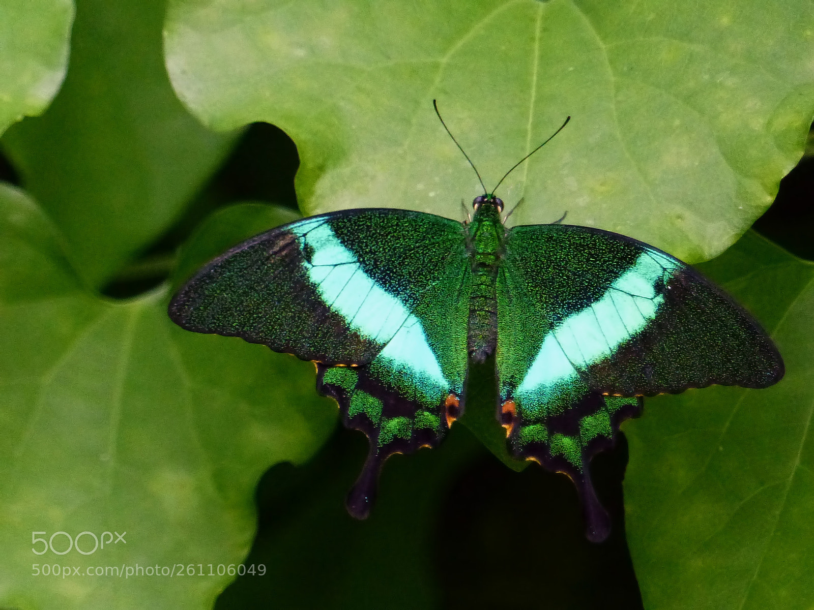 Panasonic Lumix DMC-FZ200 sample photo. Butterflies chameleon .... photography