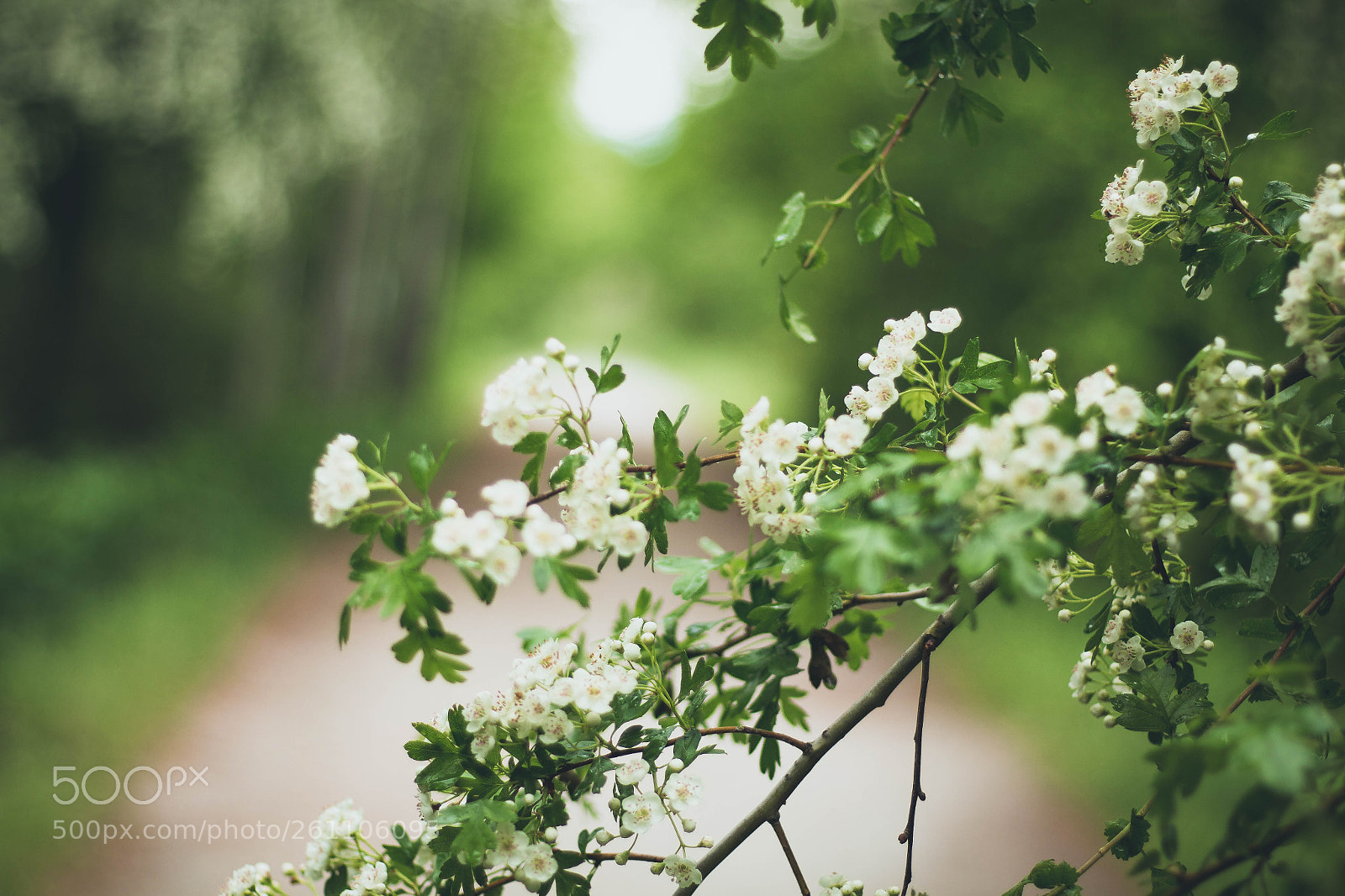 Canon EOS 700D (EOS Rebel T5i / EOS Kiss X7i) sample photo. Flores photography