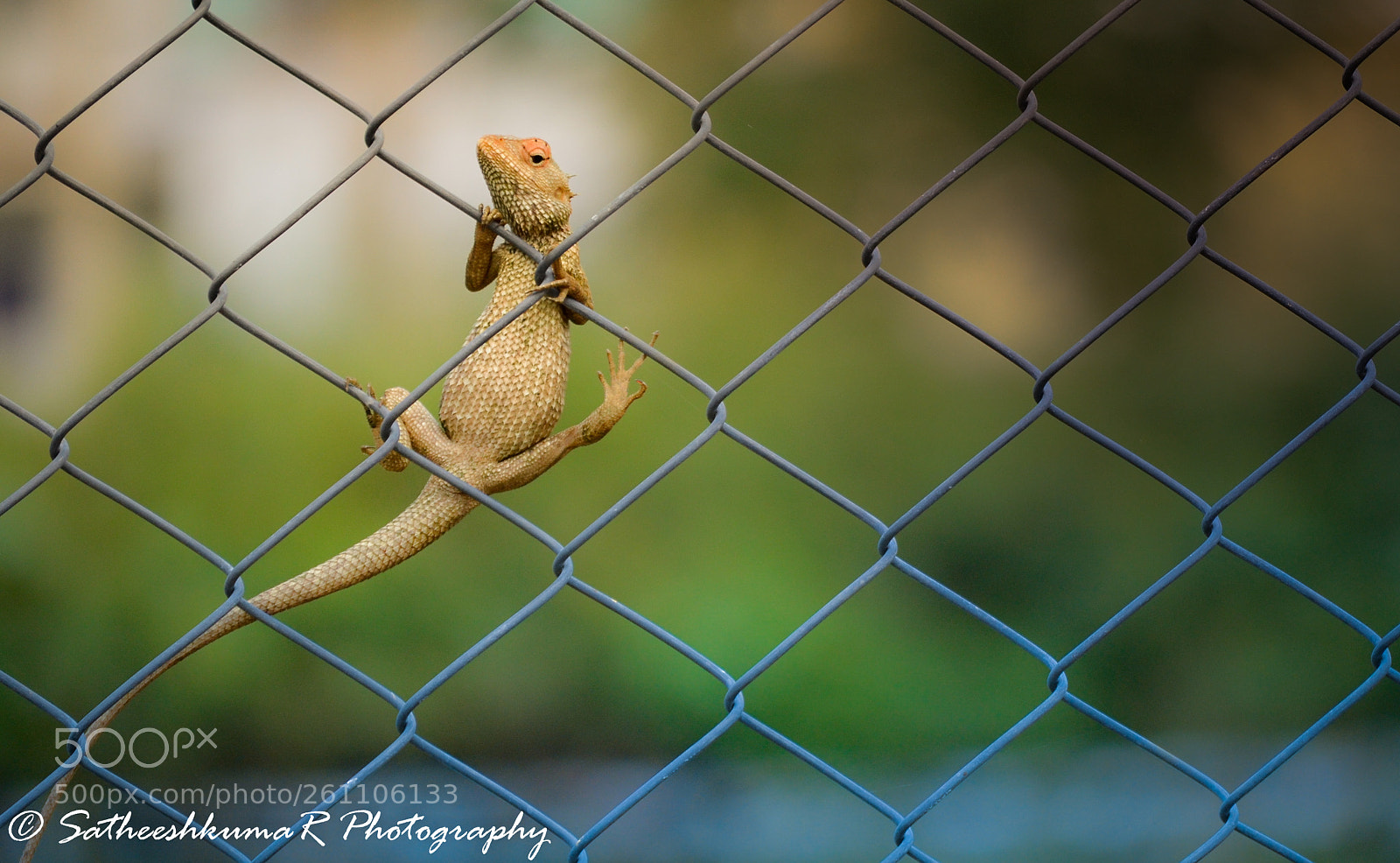 Nikon D3100 sample photo. Hanging beauty !! photography