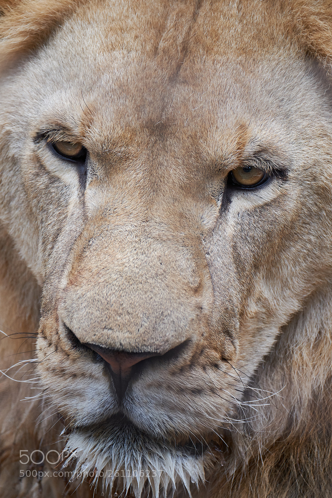 Fujifilm X-T2 sample photo. Lojzik the lion photography