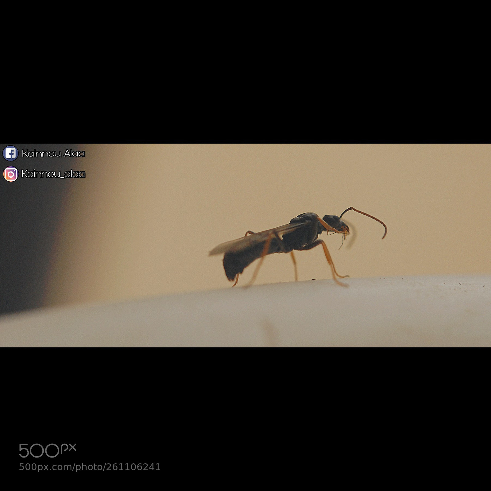 Nikon D200 sample photo. Flying ants ?? photography