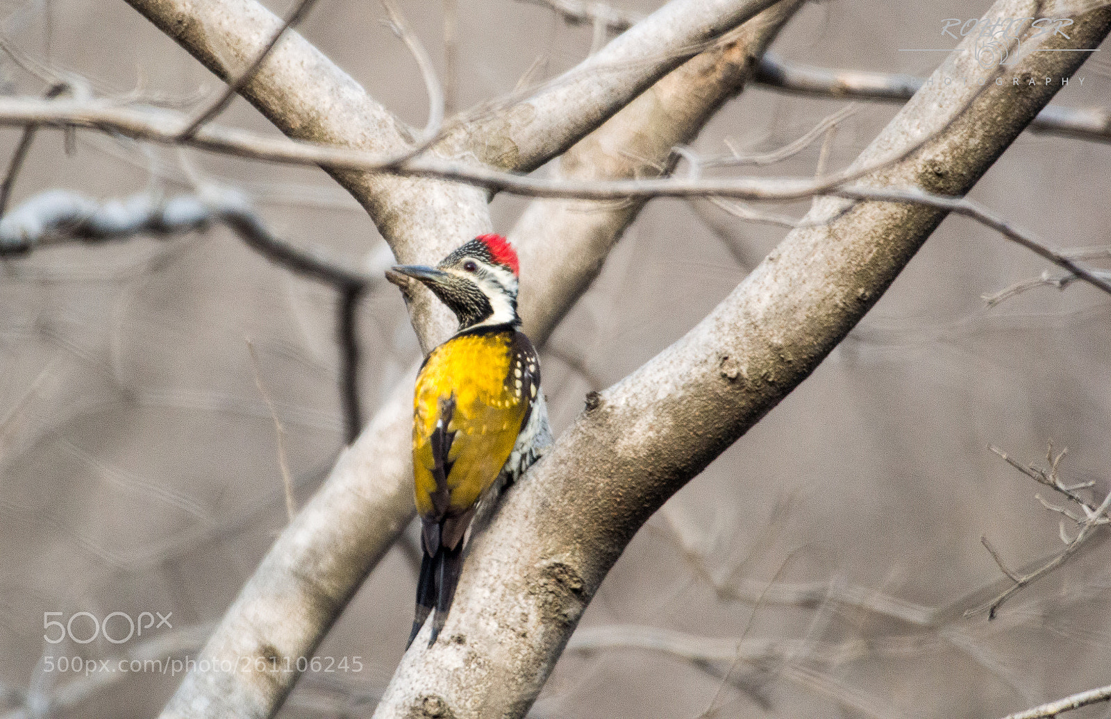 Nikon D3200 sample photo. Flameback photography