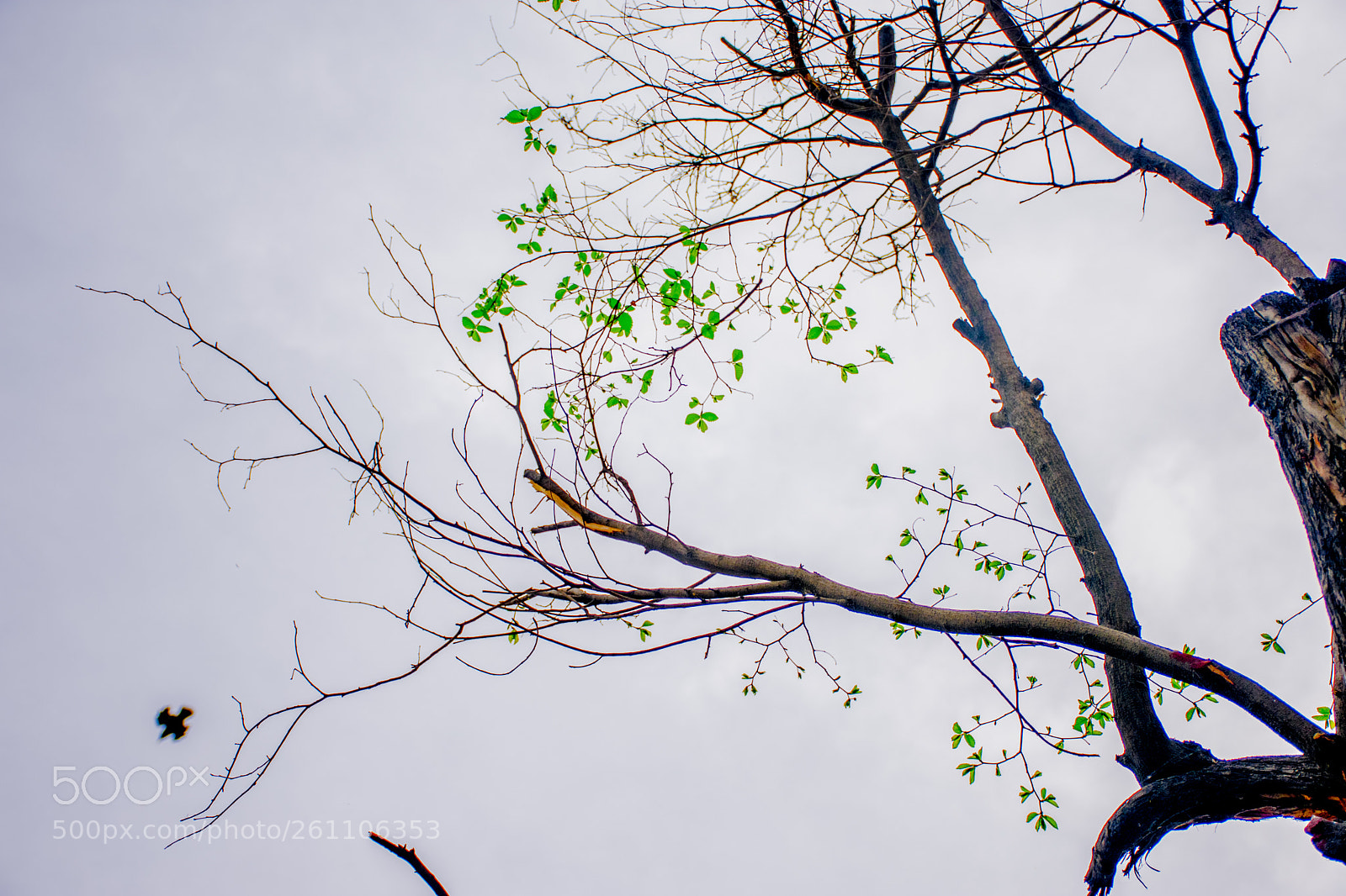 Nikon D3400 sample photo. Spring fighter photography