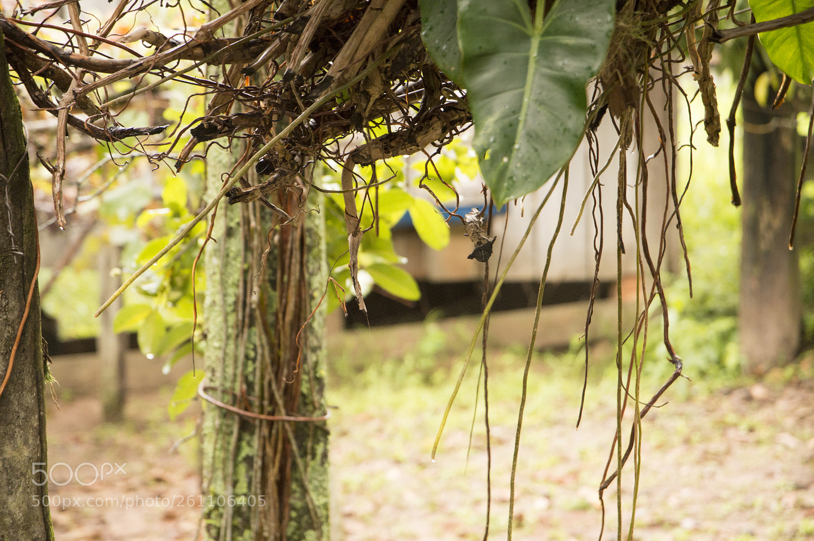 Nikon D3200 sample photo. Farm d photography