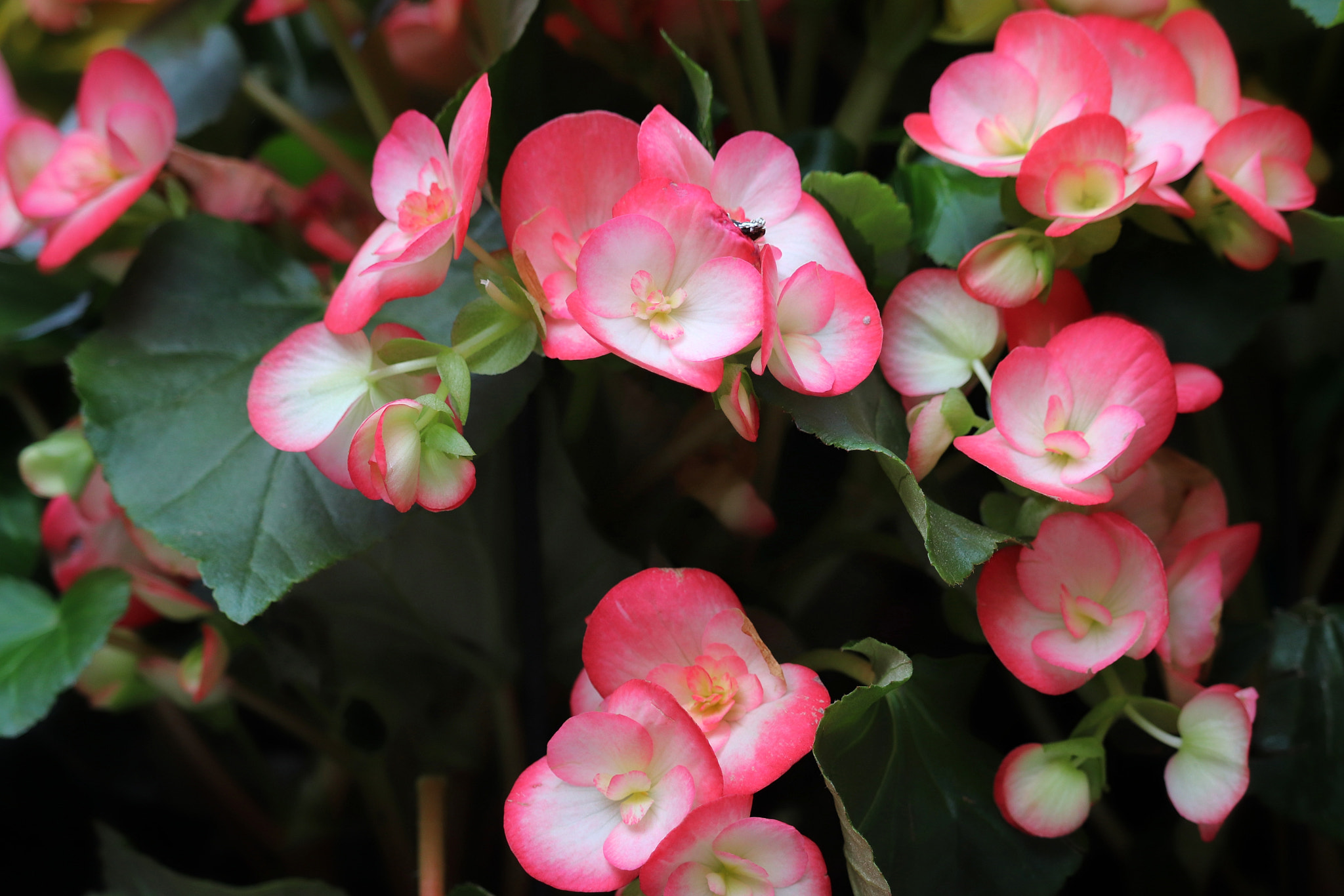 Canon EOS 800D (EOS Rebel T7i / EOS Kiss X9i) sample photo. Little flowers photography