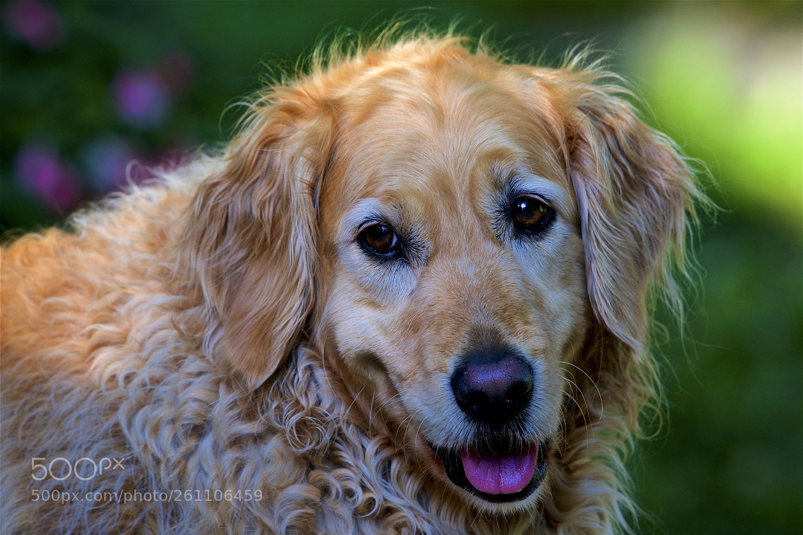 Nikon D600 sample photo. Maisy photography