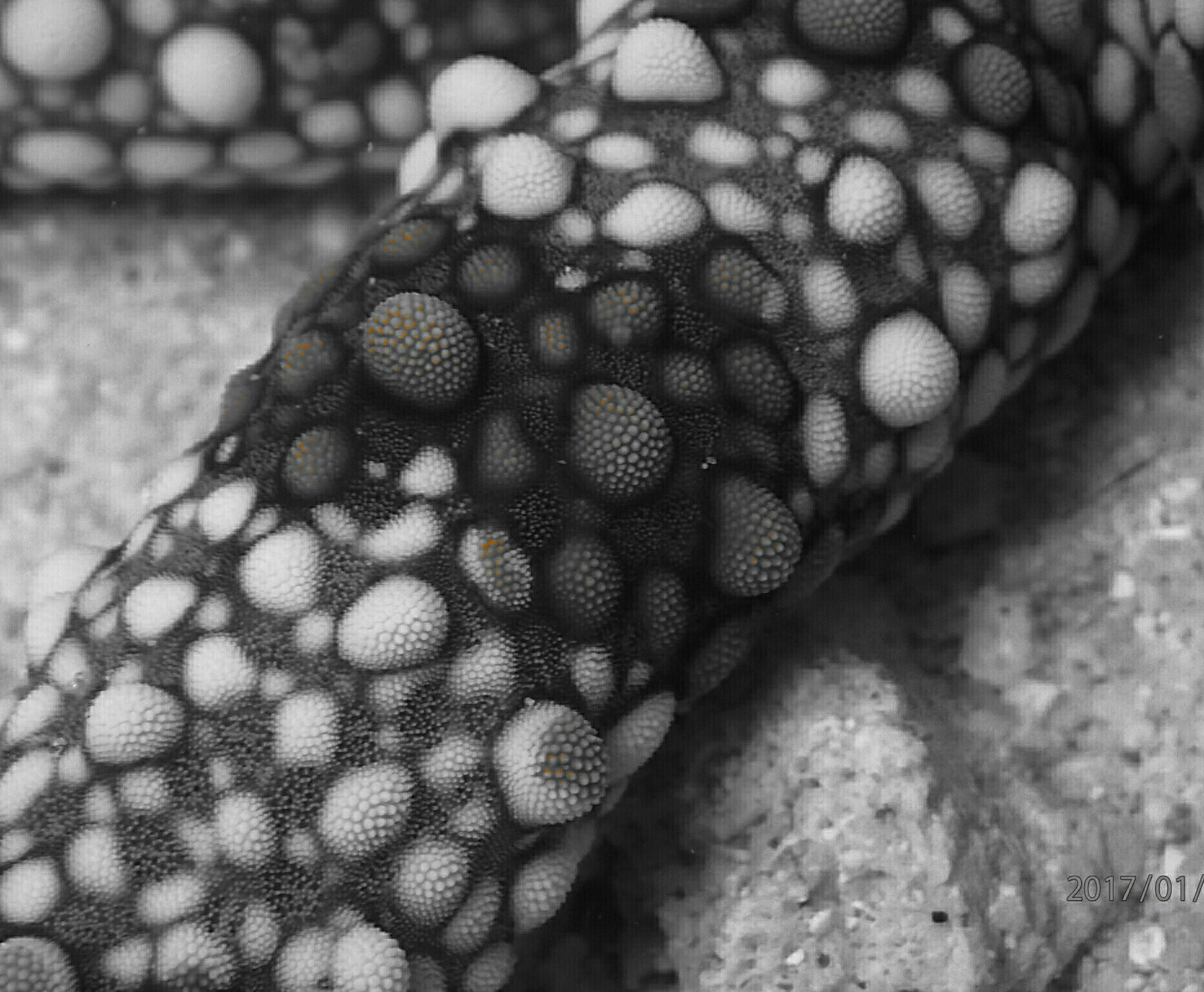 Olympus TG-4 sample photo. Contrast & detail in b/w photography