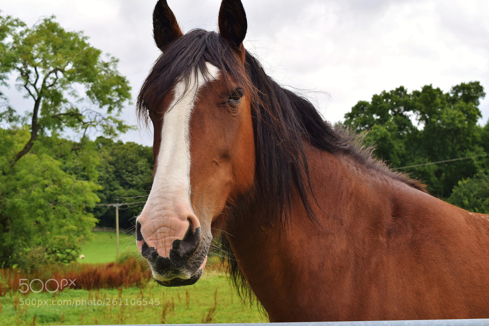 Nikon D3300 sample photo. New furry friend photography