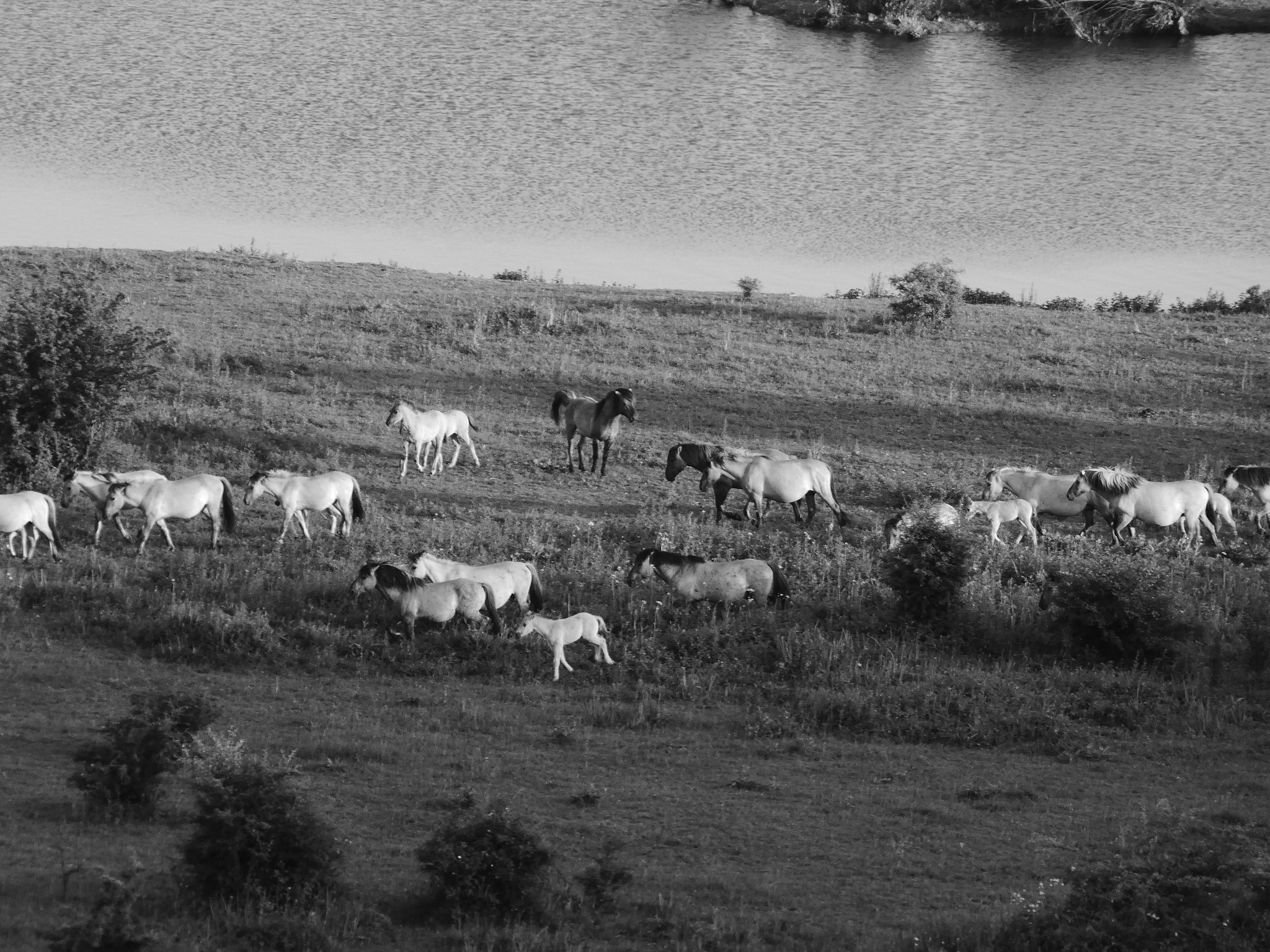 Panasonic DC-FZ83 sample photo. Wild horses over the water photography