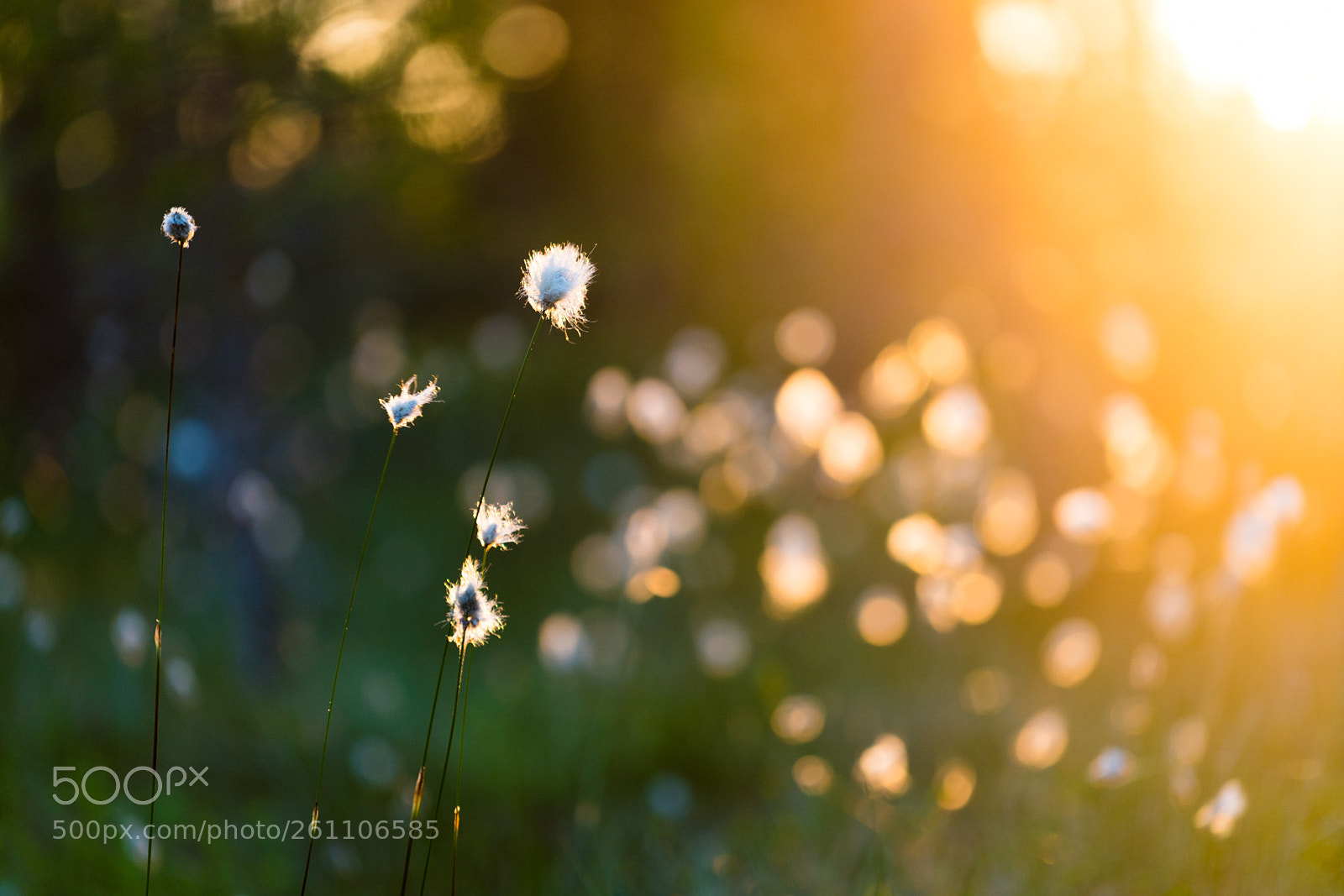 Sony a7R II sample photo. Cottongrass in the morning photography