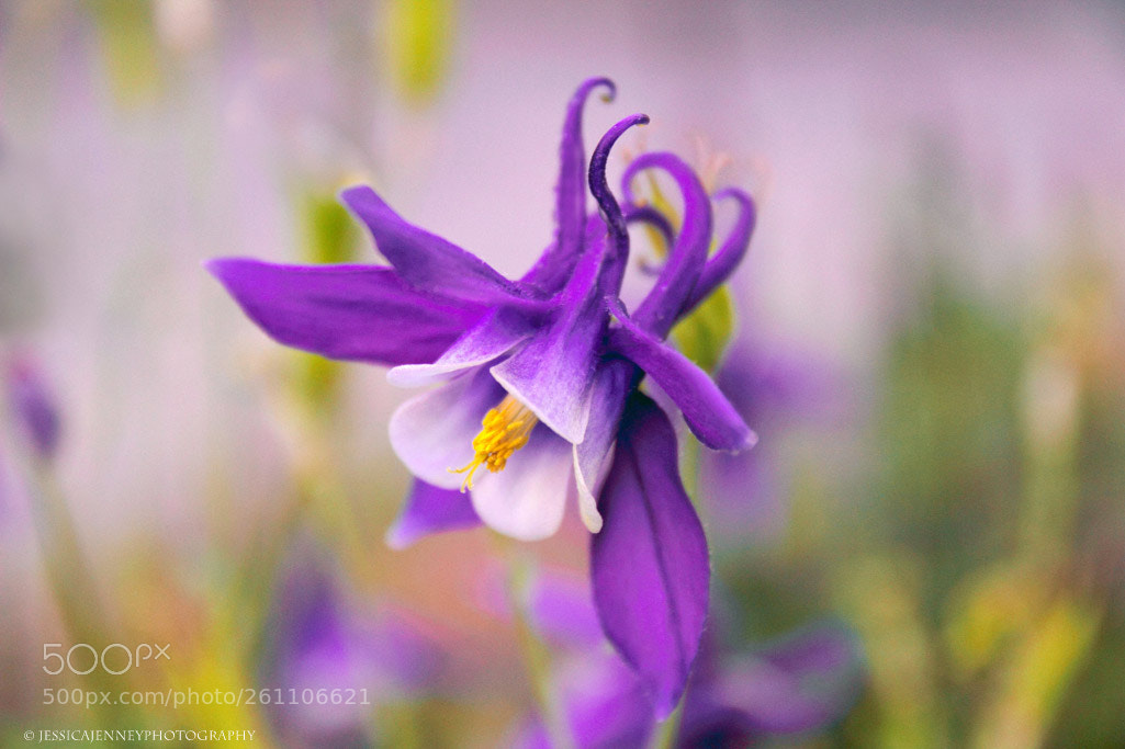 Canon EOS 600D (Rebel EOS T3i / EOS Kiss X5) sample photo. Spring magic columbine photography