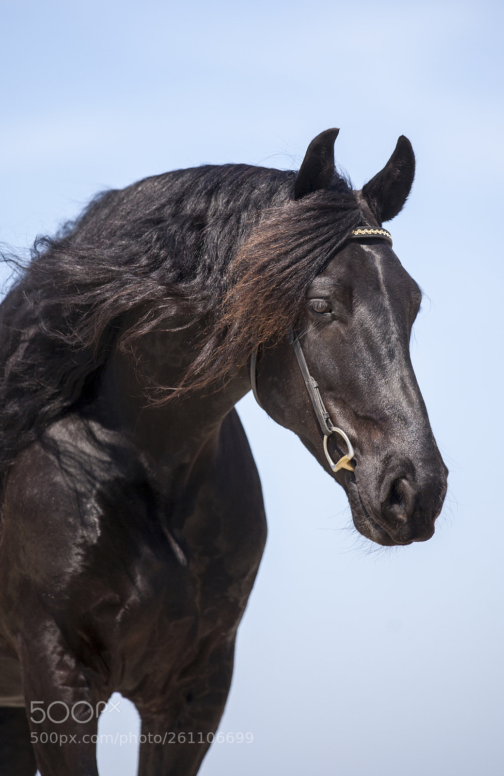 Canon EOS 5D Mark II sample photo. Black beauty photography