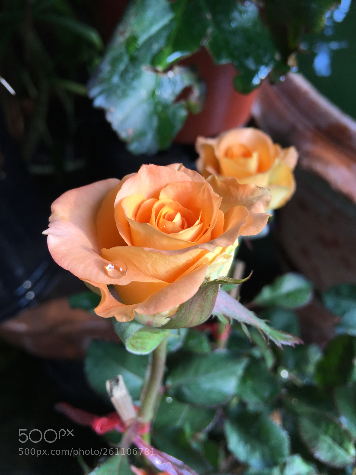 Apple iPhone 6s Plus sample photo. Untitled photography