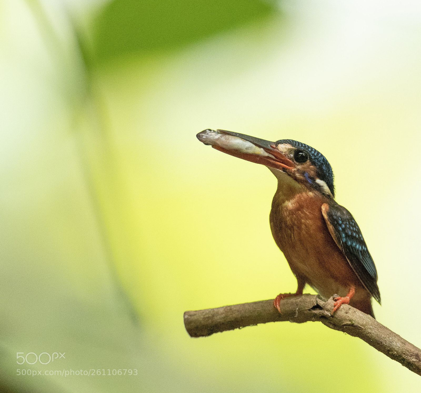 Canon EOS-1D X Mark II sample photo. Blue-eared kingfisher  photography