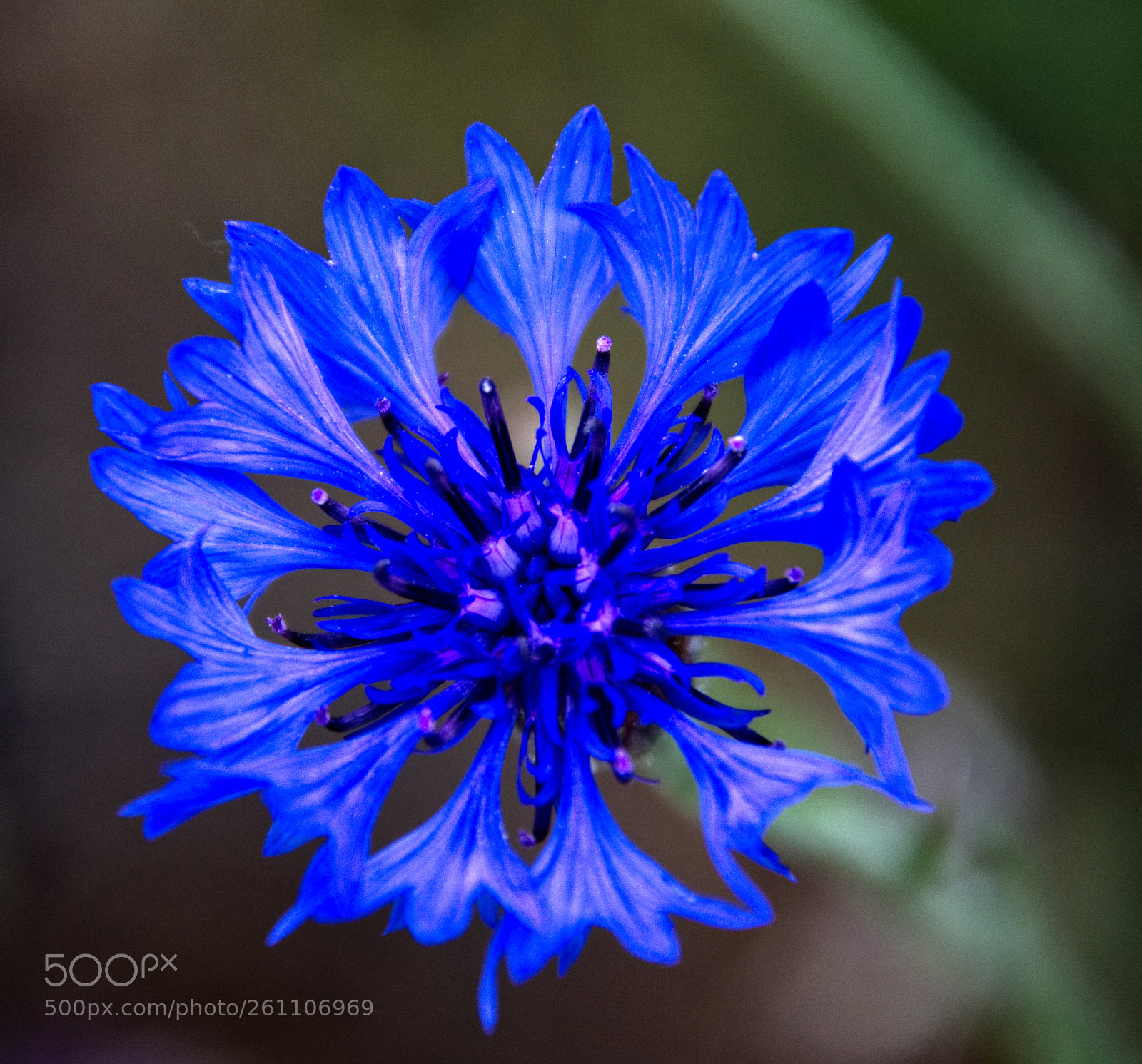 Nikon D7200 sample photo. Roadside flower photography
