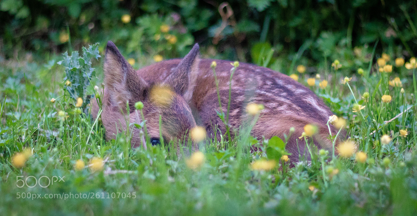 Sony a6300 sample photo. Deer fawn waiting for photography