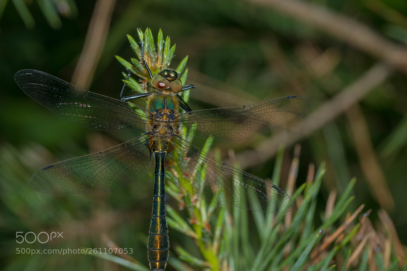 Canon EOS 80D sample photo. Dragonfly photography