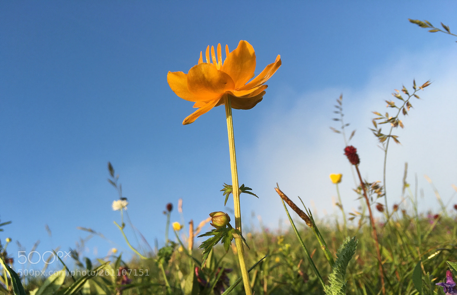 Apple iPhone 6s Plus sample photo. 233760395695897872.jpg photography