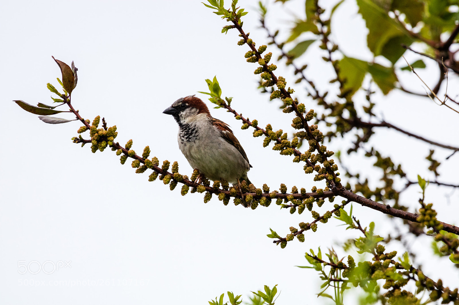 Canon EOS 750D (EOS Rebel T6i / EOS Kiss X8i) sample photo. On the lookout. photography