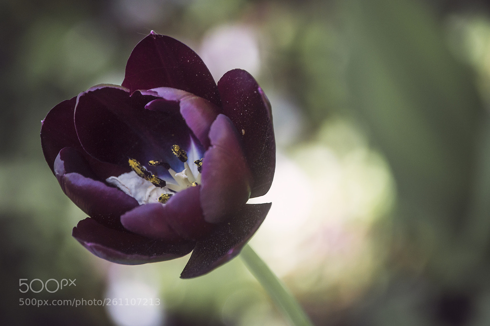 Nikon D610 sample photo. Black tulip photography