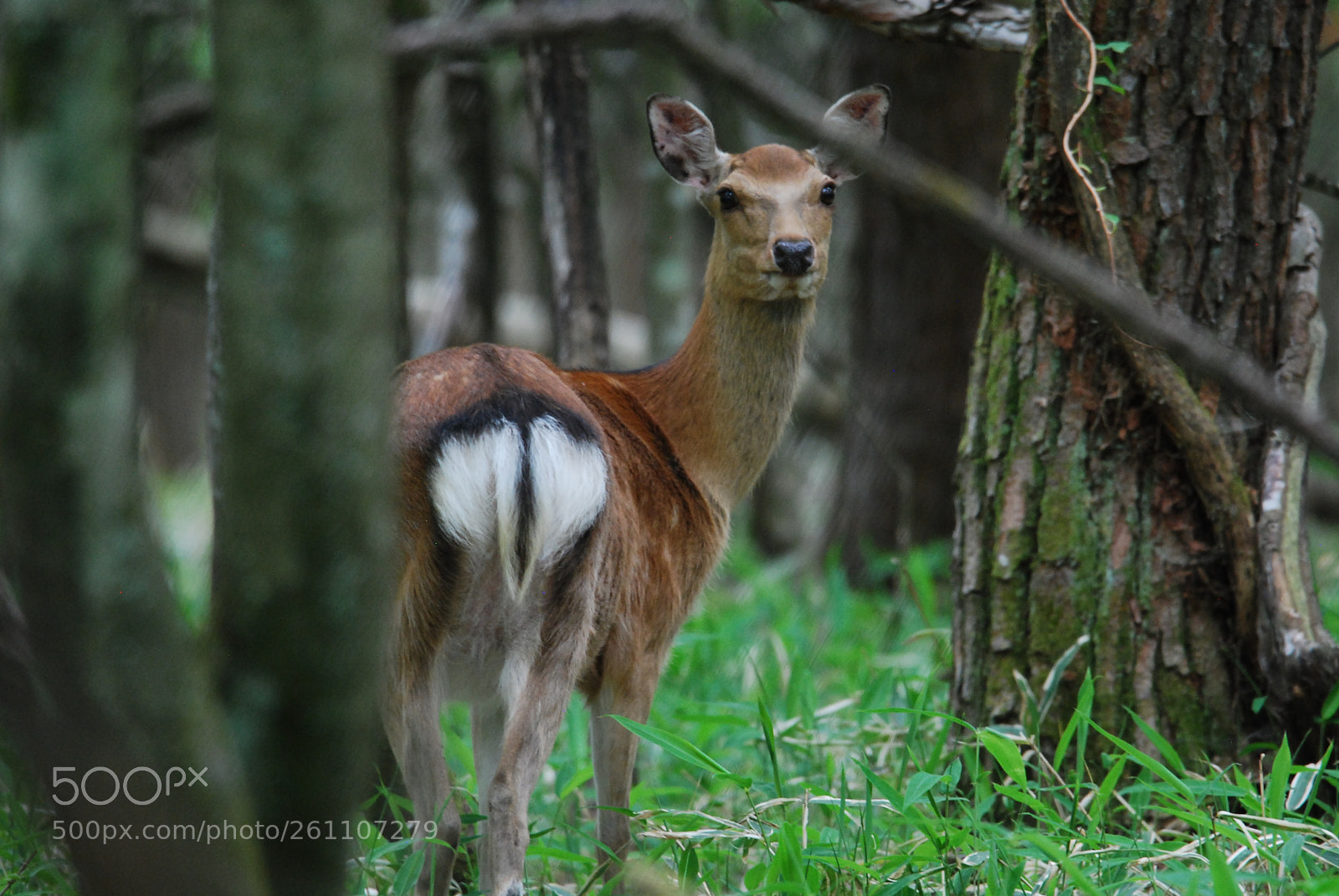 Nikon D40X sample photo. Hello,deer. photography