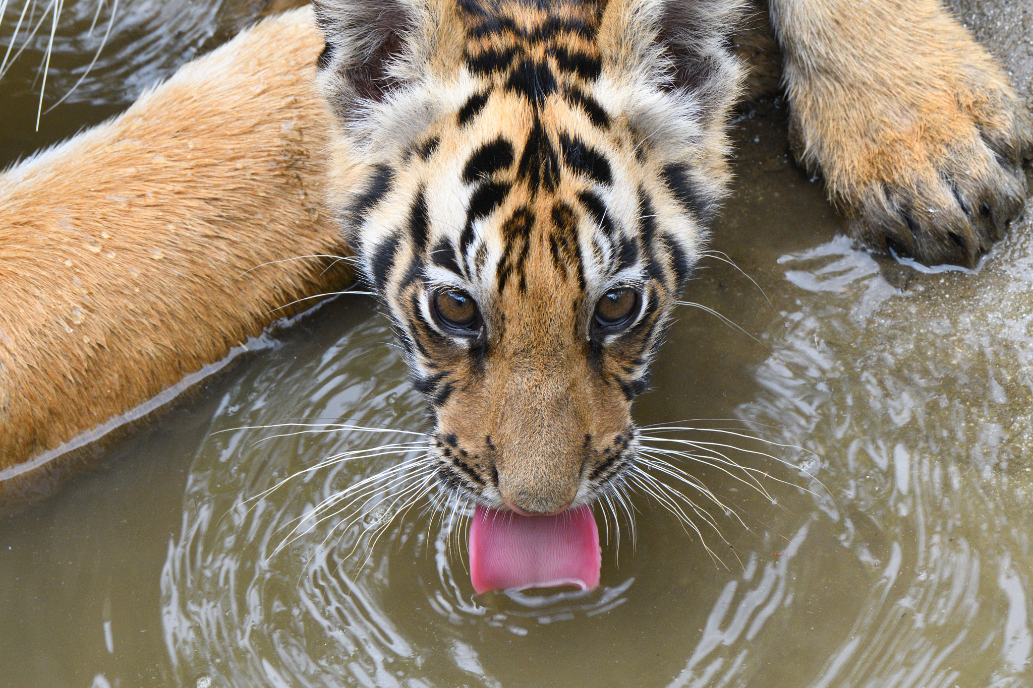 Nikon AF-S Nikkor 200-500mm F5.6E ED VR sample photo. Tigress badi mada's cub lapping up water photography
