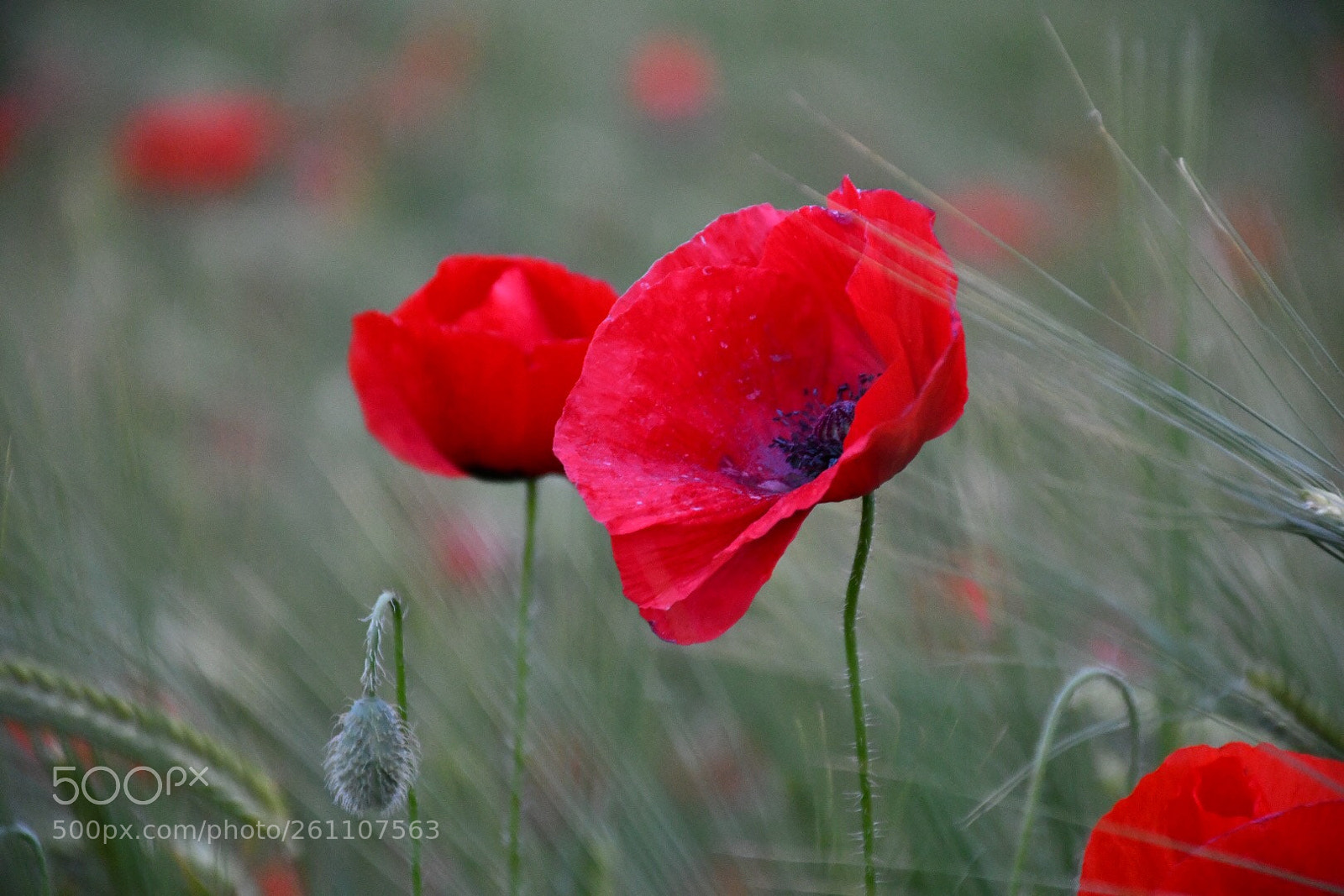 Nikon D7500 sample photo. Fragile flower photography