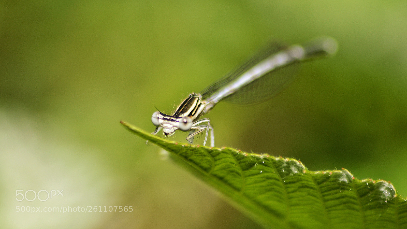 Nikon D3200 sample photo. Little stick photography