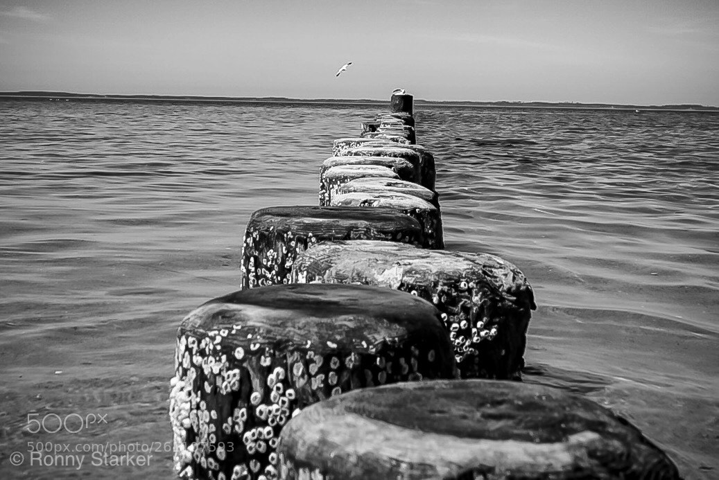 Sony a6500 sample photo. Der holzsteg photography