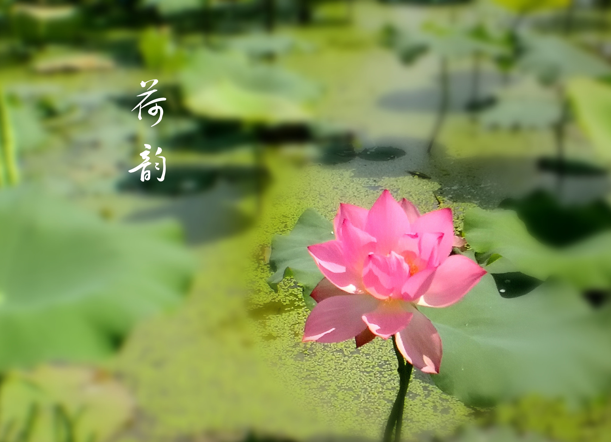 HUAWEI Mate 10 sample photo