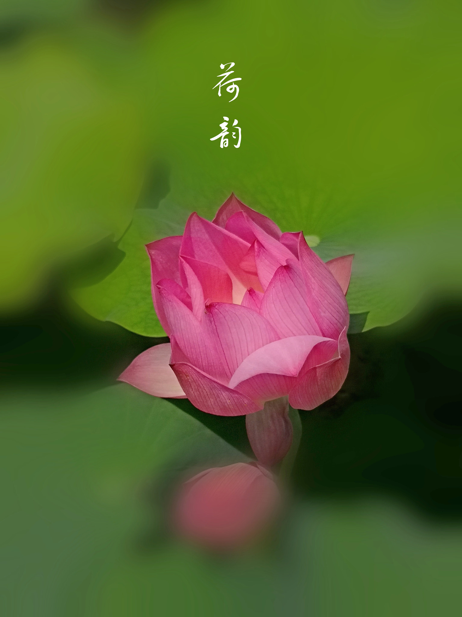 HUAWEI Mate 10 sample photo