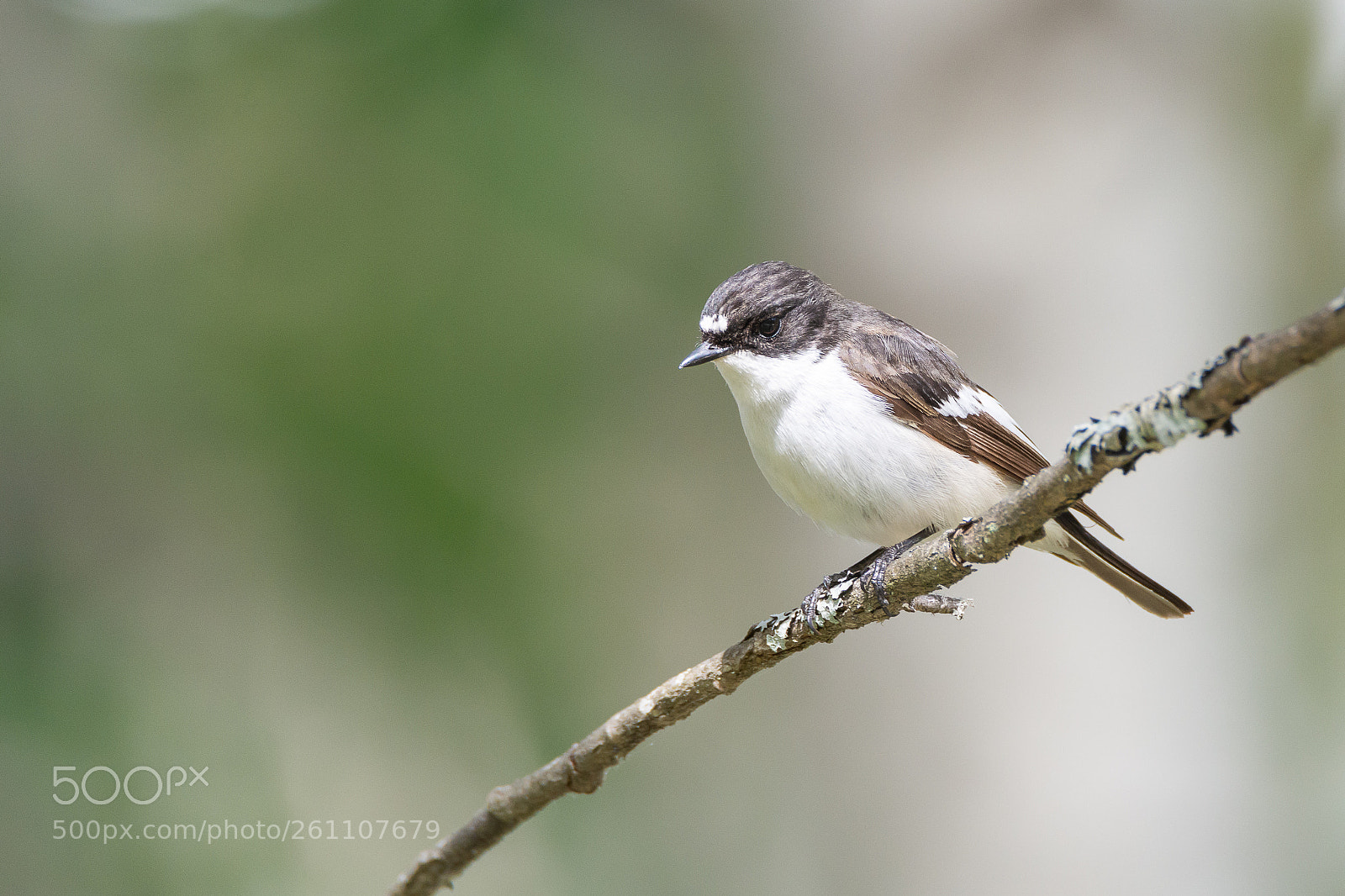 Nikon D7100 sample photo. Flycatcher photography