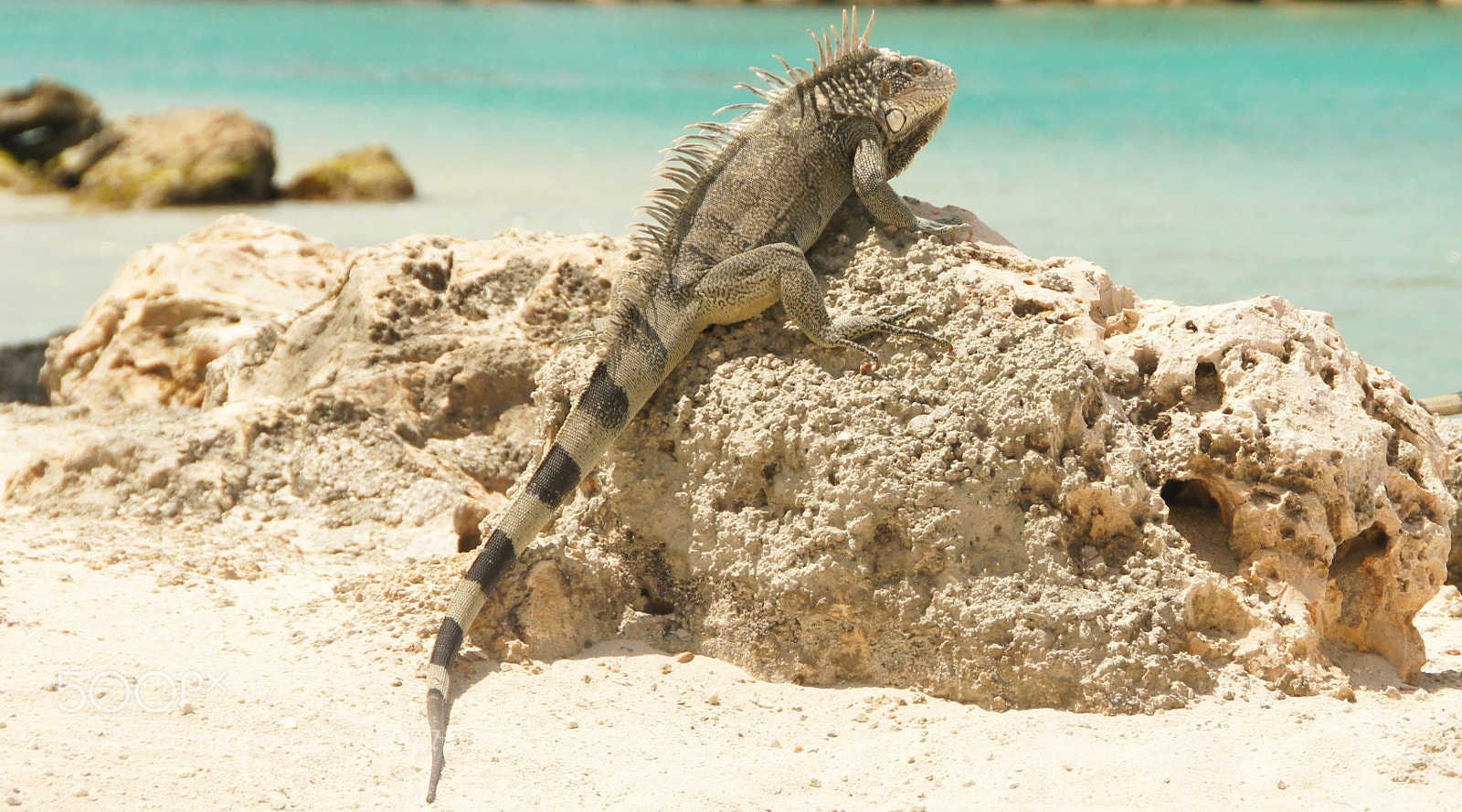 Sony SLT-A55 (SLT-A55V) sample photo. Iguana iguana photography