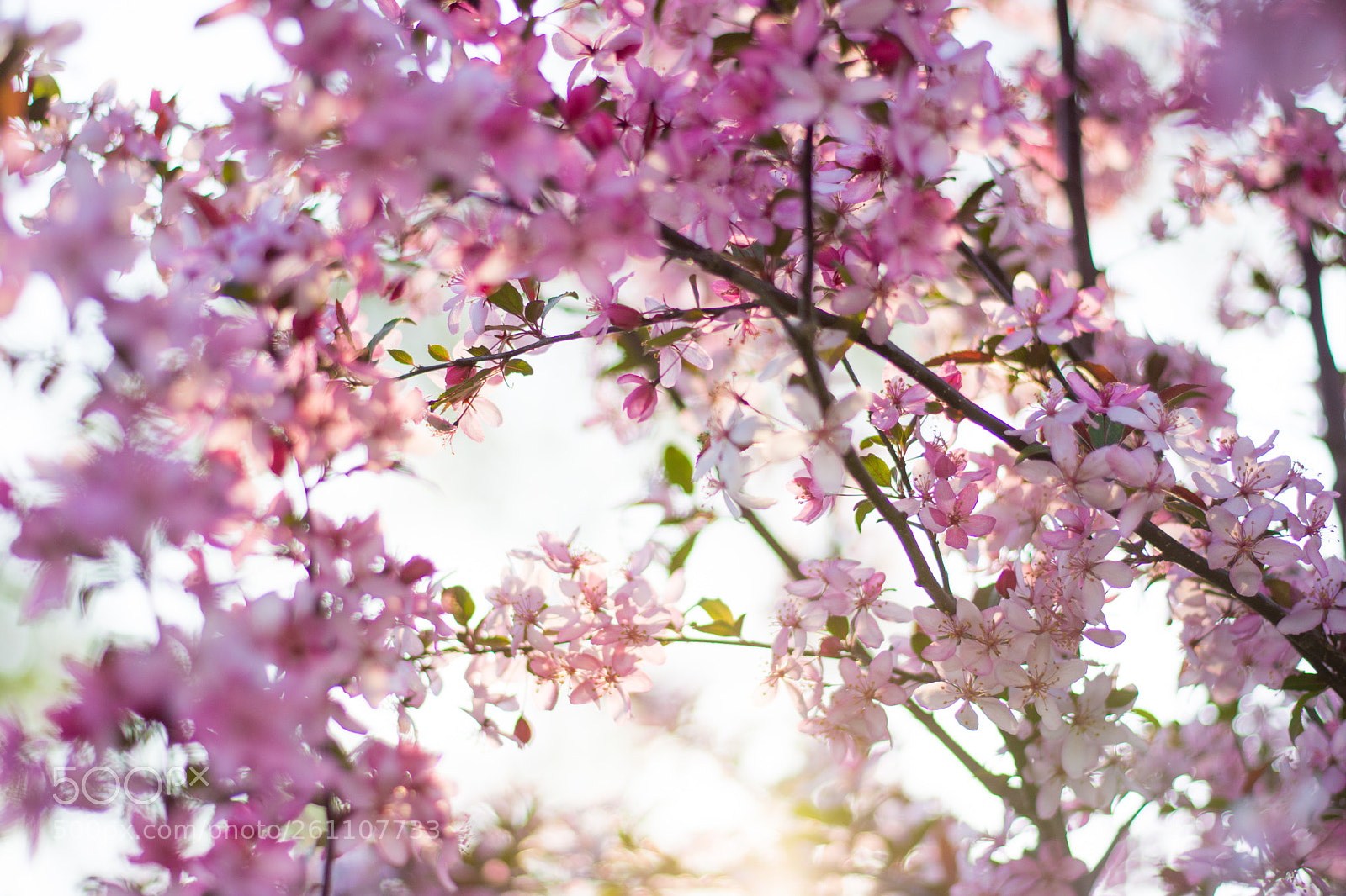 Nikon D7200 sample photo. Crabapple tree in bloom photography