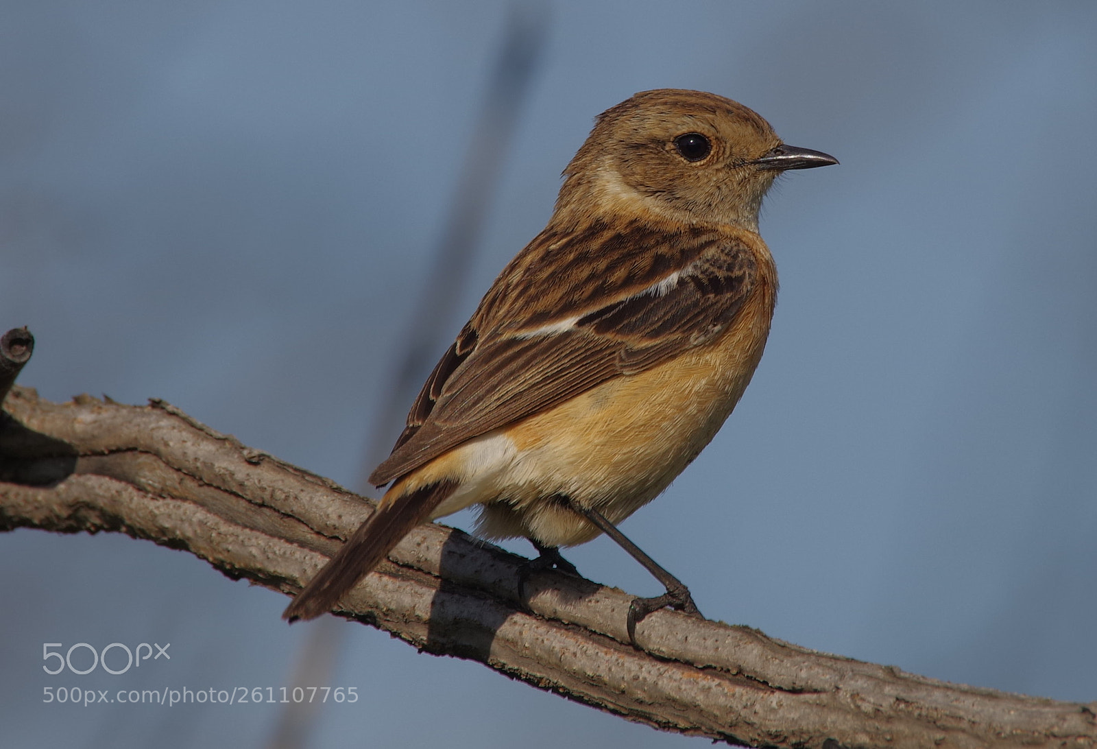 Pentax K-1 sample photo. Saxicola torquata, female. photography