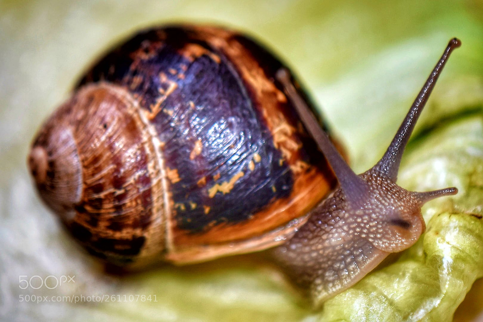 Nikon D5300 sample photo. Snail photography