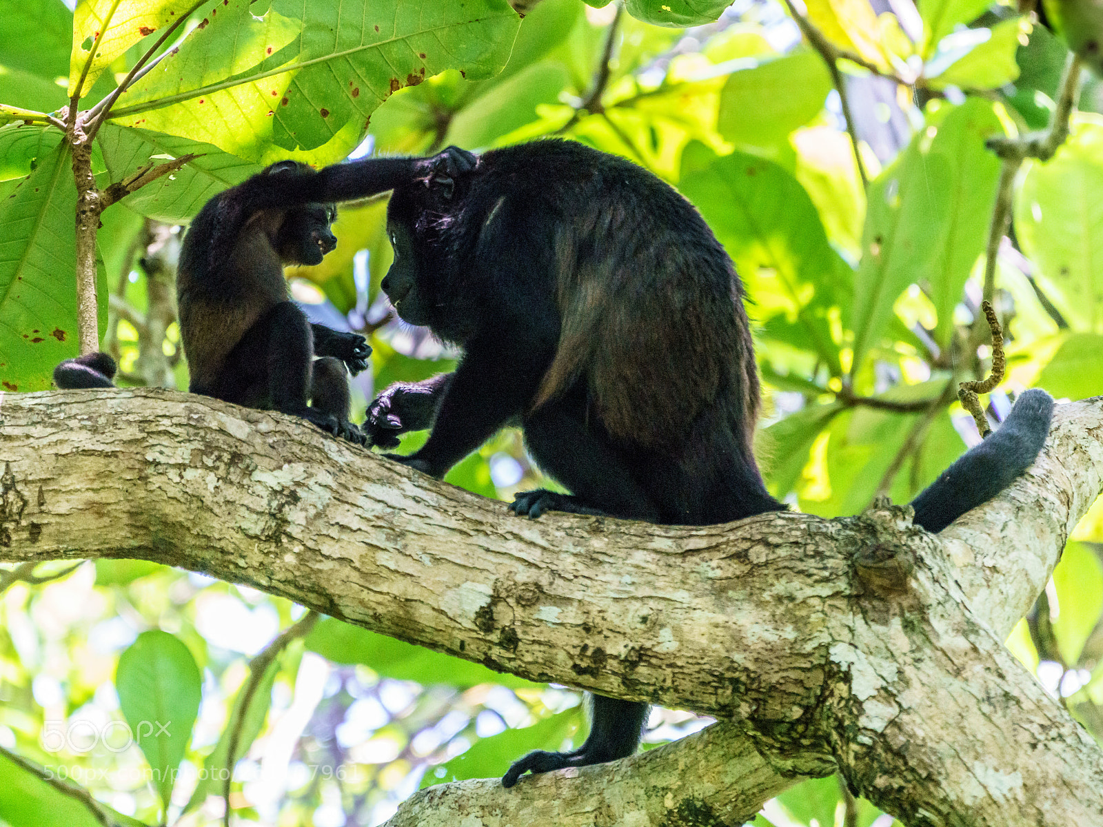 Sony a7R III sample photo. Bothering mom photography