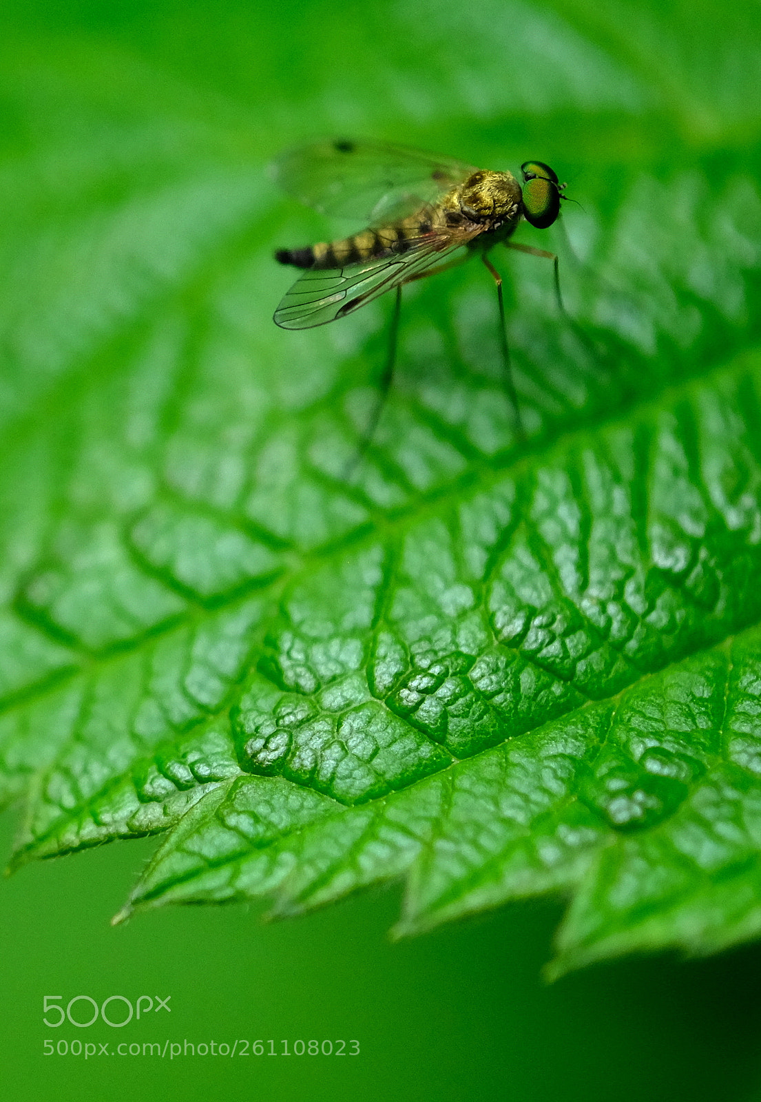 Fujifilm X-Pro2 sample photo. A tiny insect. photography
