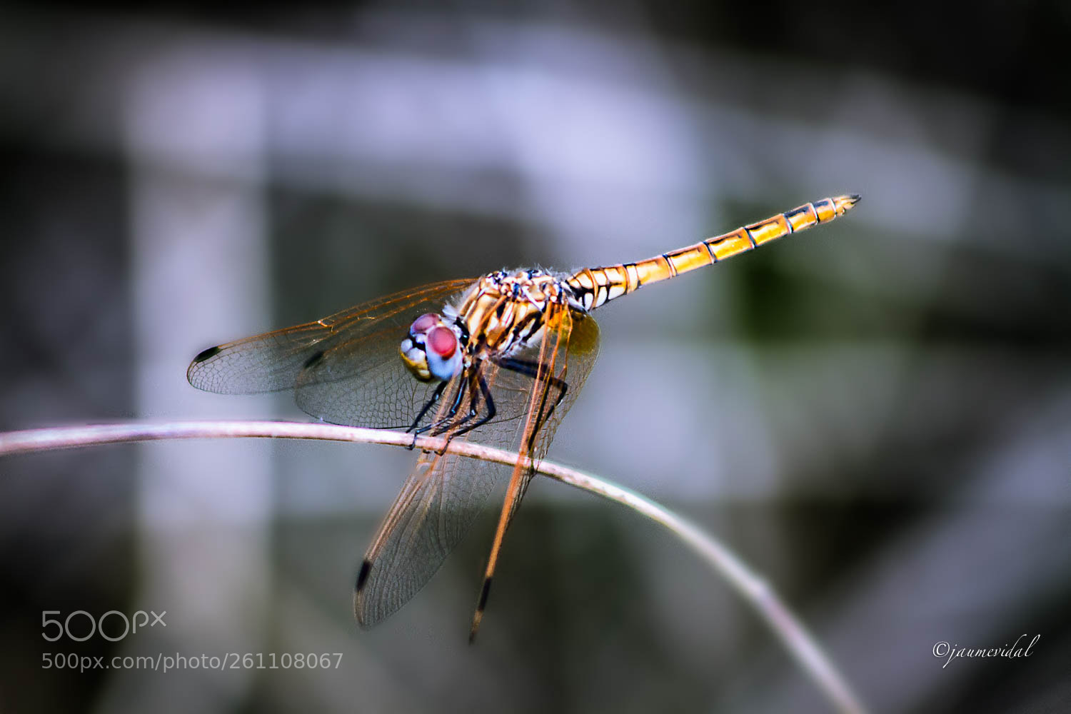 Canon EOS 7D sample photo. Macro de libélula photography