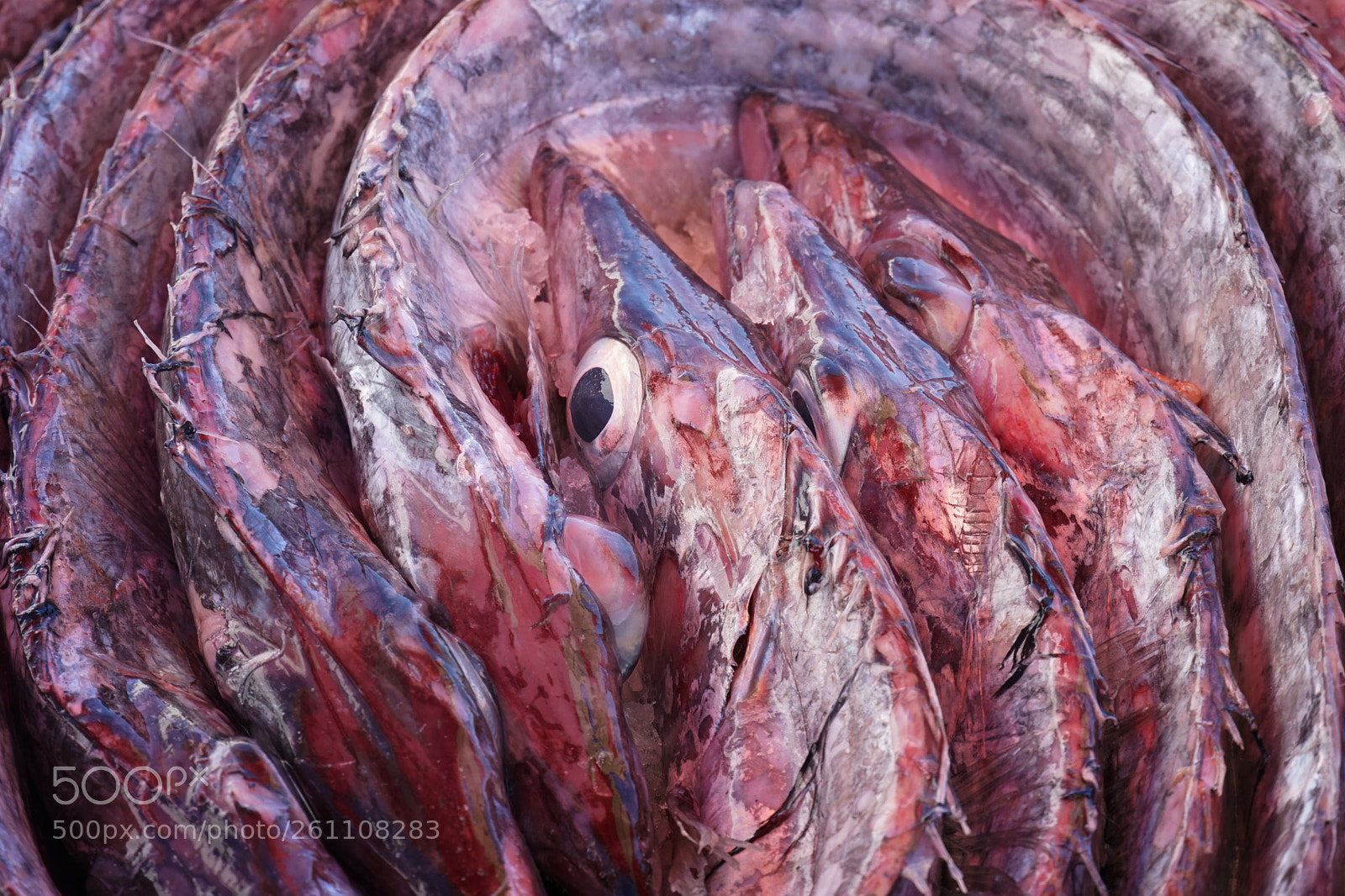 Sony a6500 sample photo. Fish photography