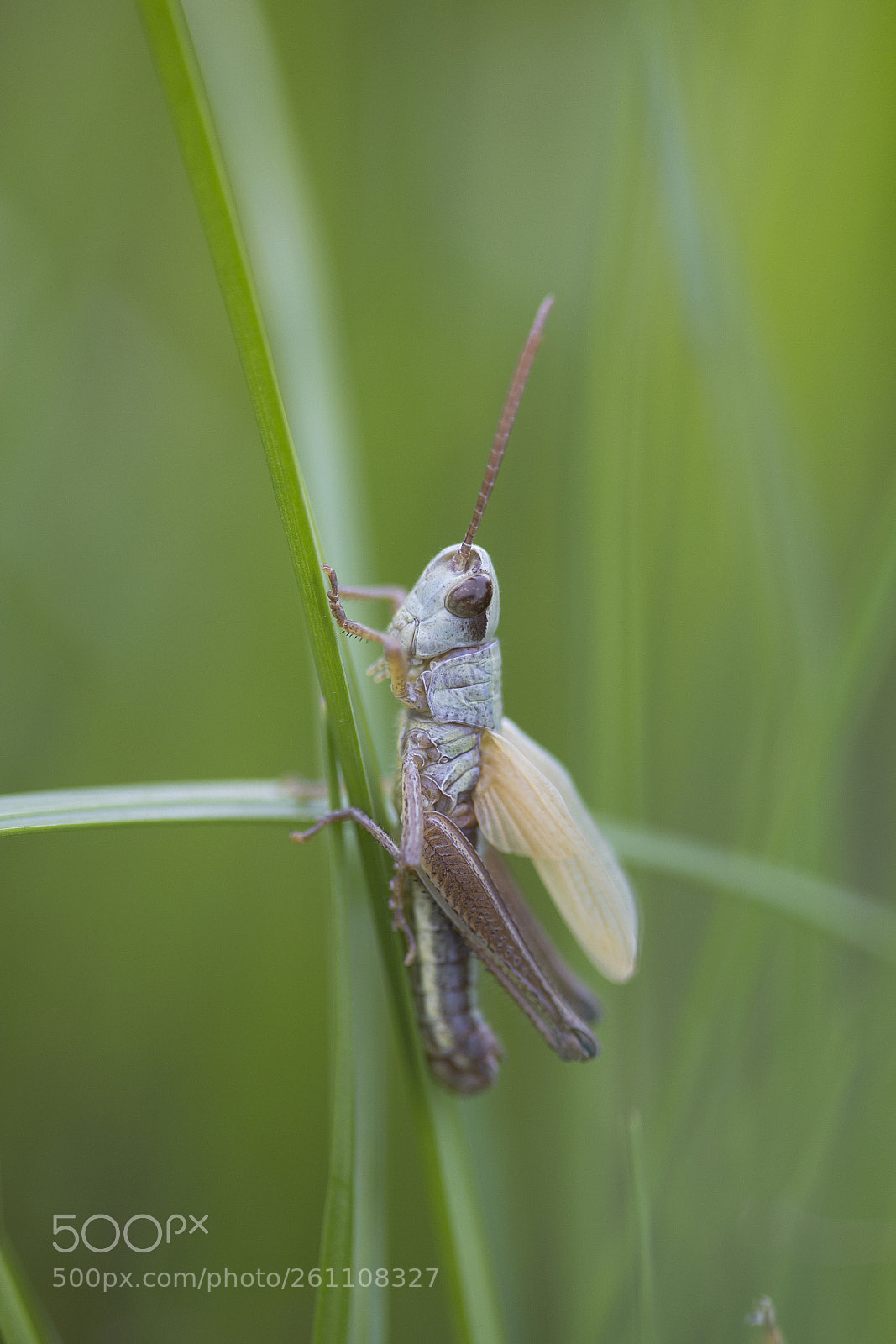 Canon EOS 60D sample photo. Feldgrashüpfer (chorthippus apricarius) photography