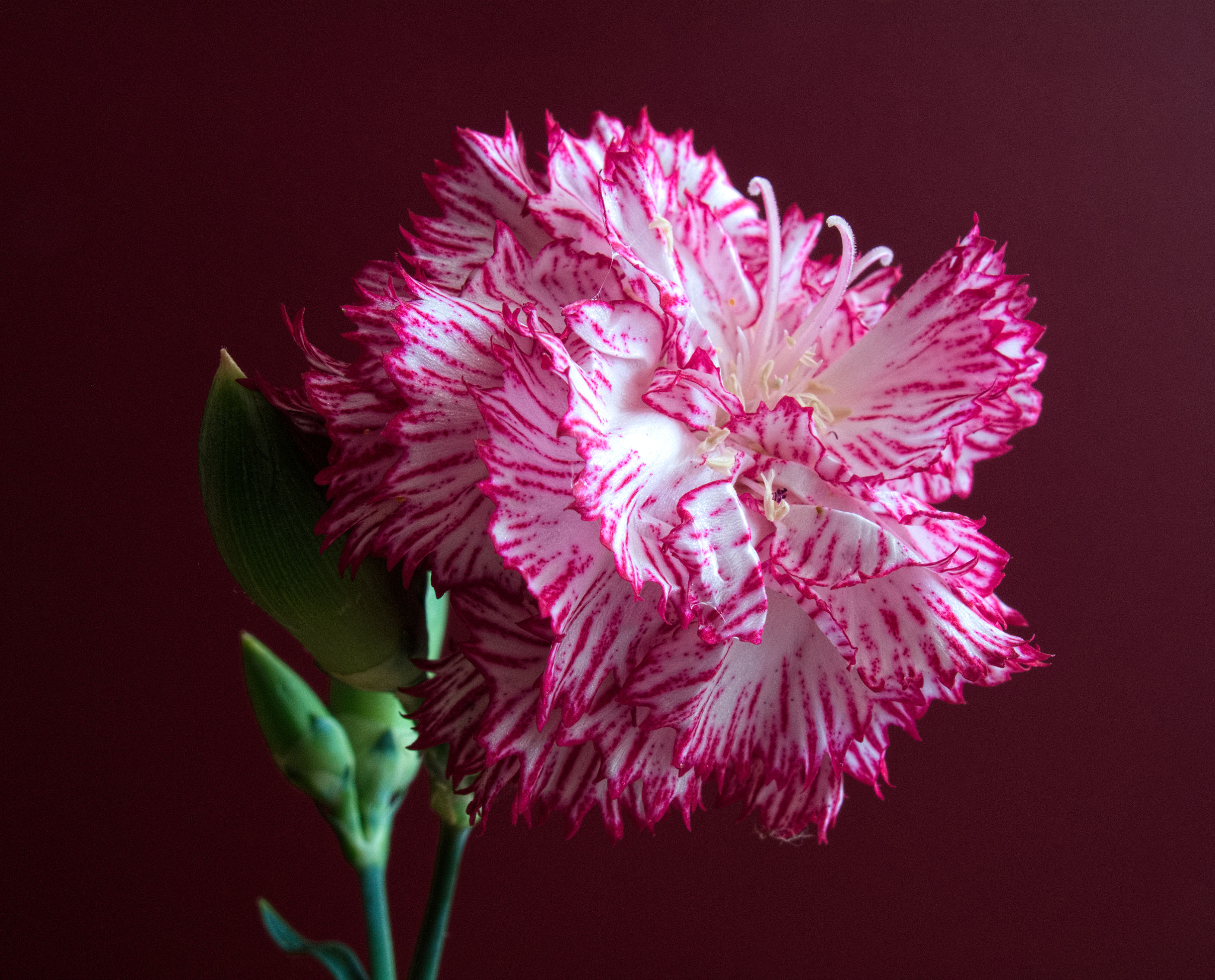 Canon PowerShot G10 sample photo. ...sweet-smelling carnation photography